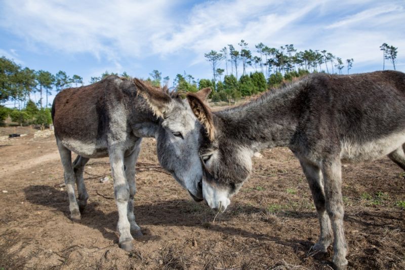 Jogos para crianças: Burro