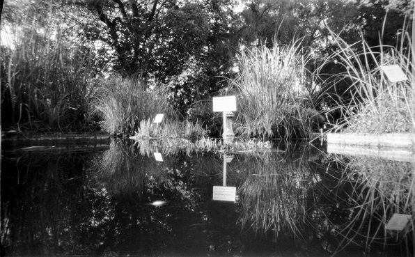 Oficina de Fotografia Artesanal no jardim Oficina de Fotografia Artesanal no jardim