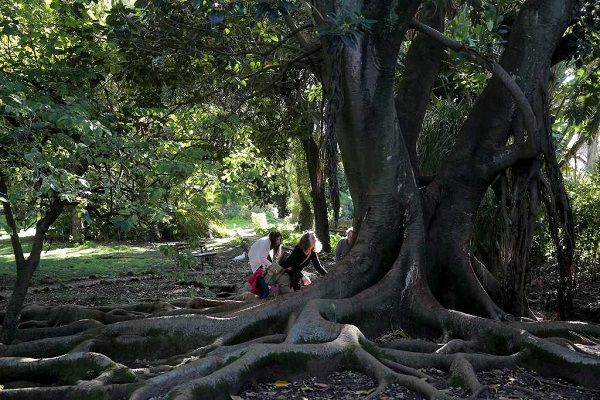 O jardim botânico tropical, onde se formavam os engenheiros que iam trabalhar para as colónias, também vai ser alvo de intervenção O jardim botânico tropical, onde se formavam os engenheiros que iam trabalhar para as colónias, também vai ser alvo de intervenção
