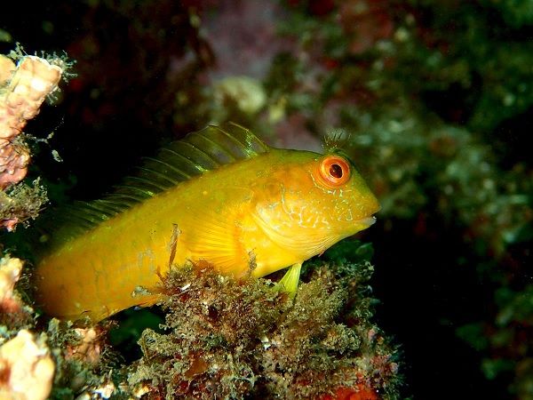 Imagens do fundo do mar captadas pelo ROV - Direitos reservadoos Imagens do fundo do mar captadas pelo ROV - Direitos reservadoos