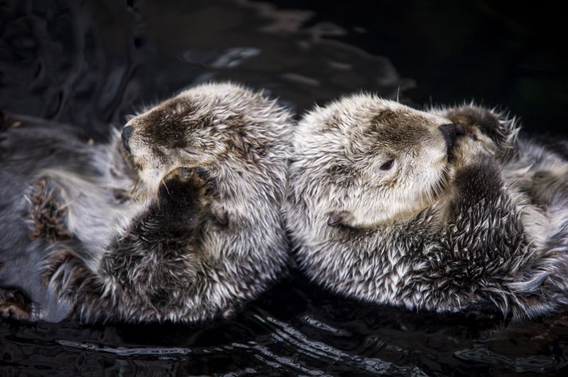 Oceanário de Lisboa [Pedro A. Pina]