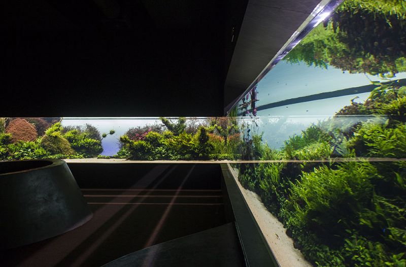 Florestas Submersas by Takashi Amano [Pedro A. Pina]