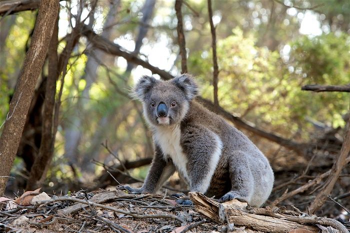 Um grito pelos Koalas