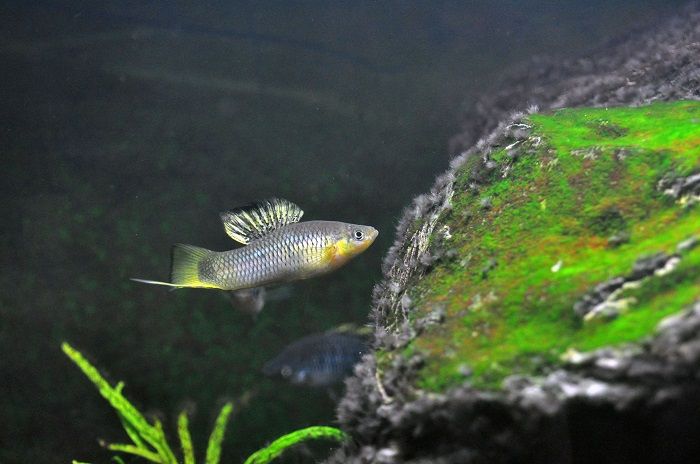 Xiphophorus © MSchumer Xiphophorus © MSchumer