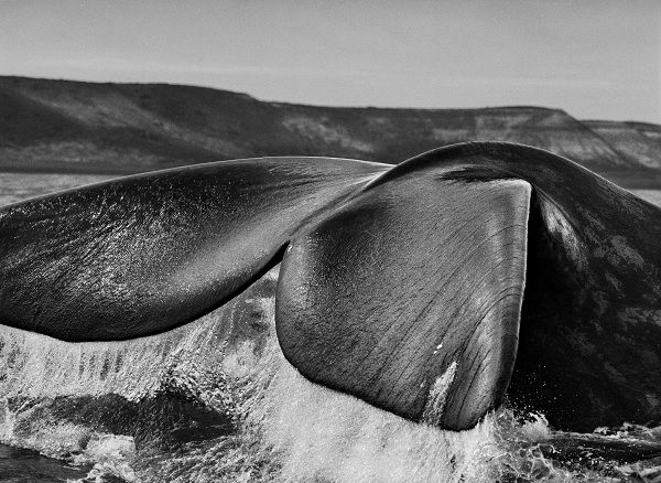 Península de Valdés. Argentina. 2004. Península de Valdés. Argentina. 2004.