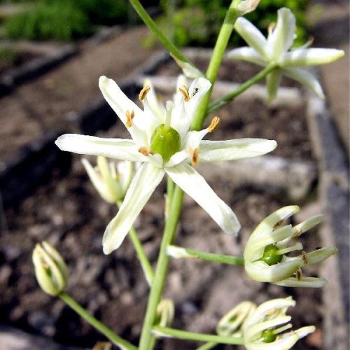 Uma das espécies de plantas redescoberta para Europa: Loncomelos visianicum
