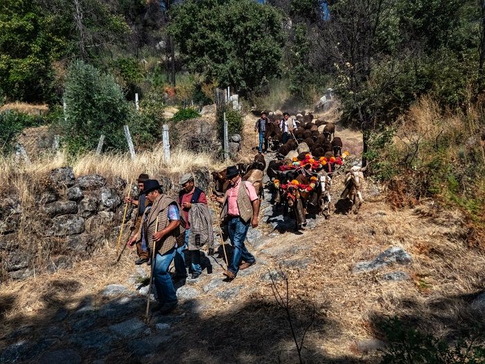 Pastores e seus rebanhos no caminho entre Fundão e Alpedrina [Foto: António Salvado]