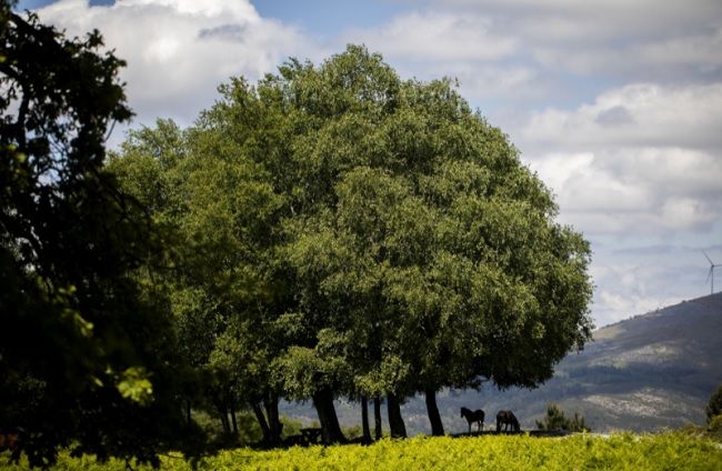 No Gerês há passeios para admirar as vistas e os garranos_Adriano Miranda