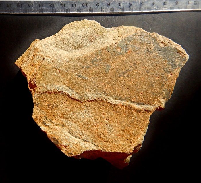 Exemplo de um dos fósseis encontrados na zona da Capela de Nossa Senhora de Guadalupe, Penha Garcia