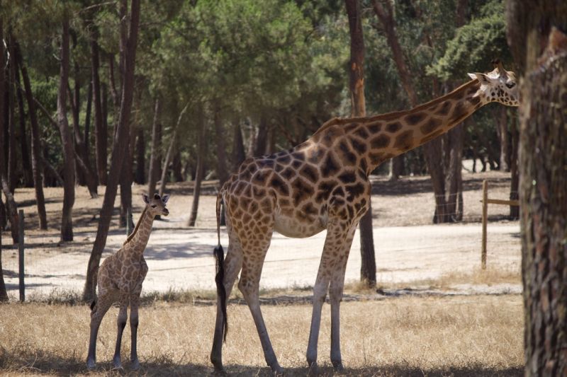 © Badoca Safari Park © Badoca Safari Park