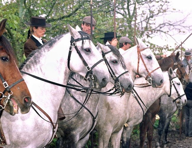 © António Cotrim/Lusa